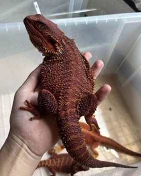 オオトカゲ